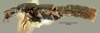 Media type: image;   Entomology 7289 Aspect: habitus lateral view